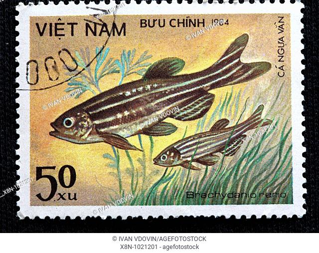 Zebrafish Danio rerio, Brachydanio rerio, postage stamp, Vietnam, 1984
