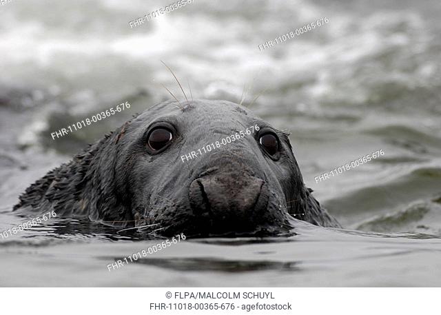 Grey Seal Halichoerus grypus Close-up of adult in water - Shetland Islands, Scotland