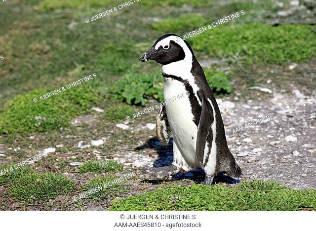 Jackass Penguin, Spheniscus demersus, Betty's Bay, South Africa, adult walking on beach