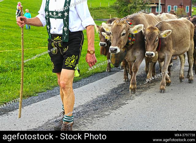 Ceremonial driving down of cattle from the mountain pastures into the valley in autumn (Memhoelz, Bavaria, Germany, October 03, 2019)