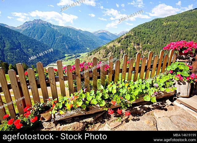 Red geraniums lovingly decorated on the wooden fence with a view of the South Tyrolean Ulten Valley