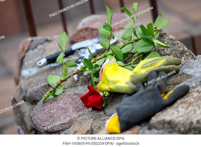05 August 2019, Brandenburg, Jüterbog: Working gloves, a pair of garden shears and a cut rose stem lie on a wall in the front garden of a detached house