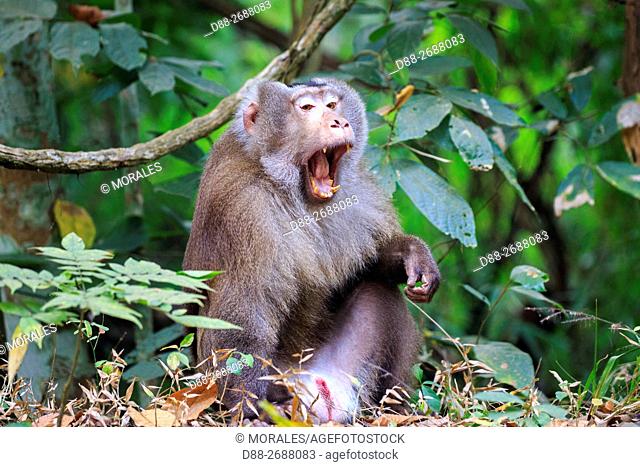 South east Asia, India, Tripura state, Northern pig-tailed macaque (Macaca leonina)