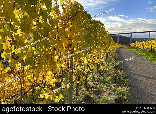 Grapevines and vineyards in the autumn mood in the Moselle vineyards. Winningen; 03/11/2020 | usage worldwide. - Winningen/Rheinland-Pfalz/Deutschland