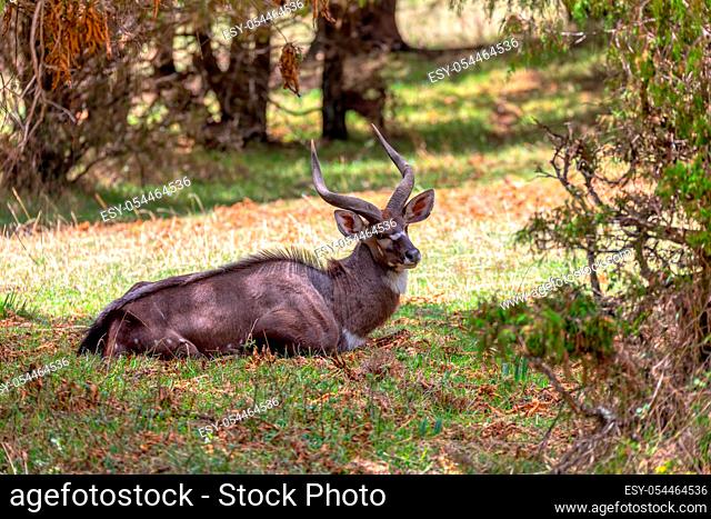 Beautiful animal, male of Mountain Nyala in natural habitat. Endemic antelope, Bale mountains Ethiopia, safari wildlife