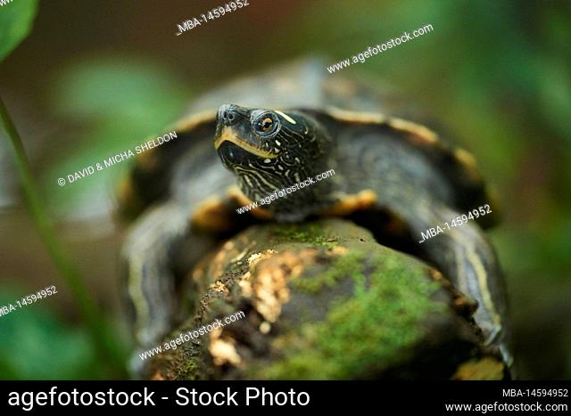 Red-cheeked slider turtle (Trachemys scripta elegans) frontal, on a tree trunk, captive, Germany