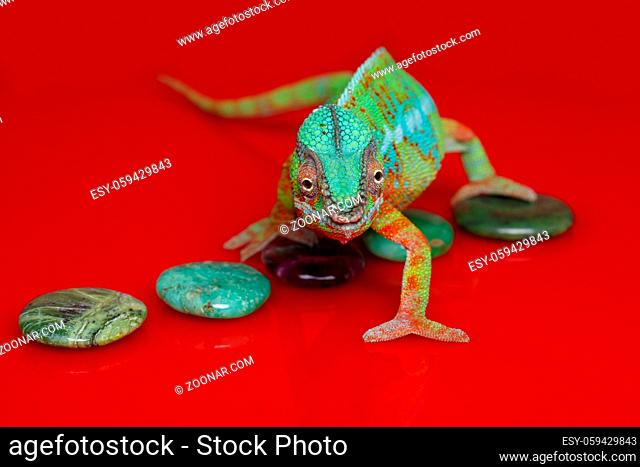 alive chameleon reptile with semi-precious stones. studio shot on red background. copy space