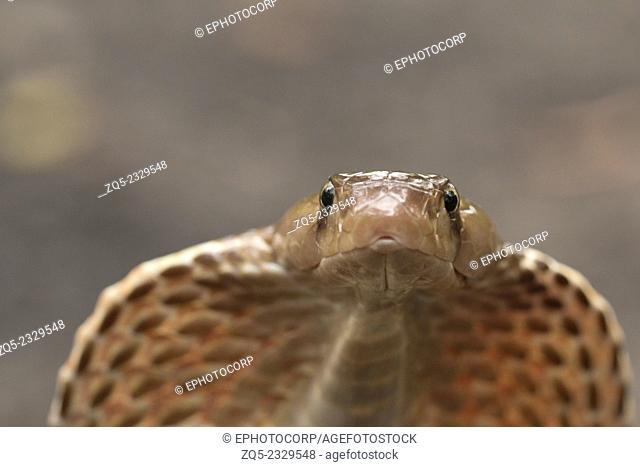 Spectacled cobra Naja naja Family: Elaphidae, Aarey Milk Colony, Mumbai, India