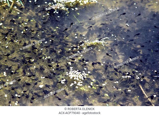 Western toad (Bufo boreas), tadpoles, Thompson-Nicola region, British Columbia