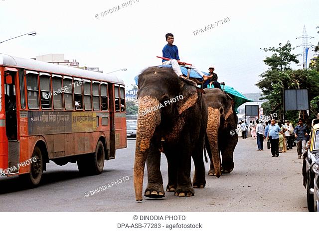 Two elephants with its mahout walk beside a red BEST bus on a busy traffic road begging for alms in Bombay now Mumbai ; Maharashtra ; India