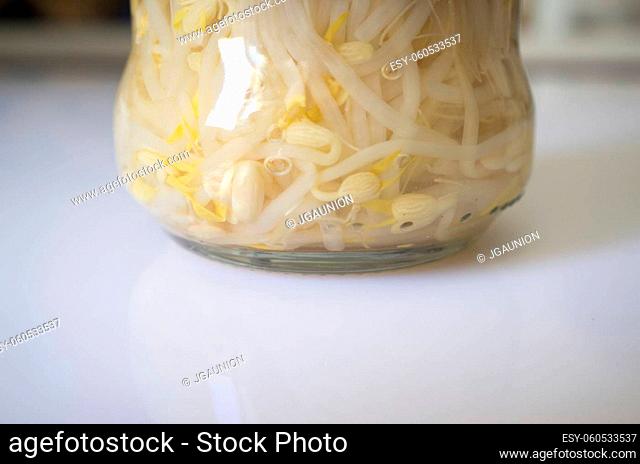 Germinated soybean sprouts glass jar over kitchen countertop. Selective focus