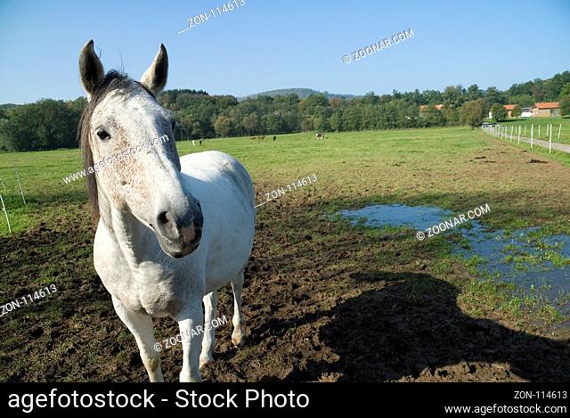 A curious white horse takes a closer look at the photographer