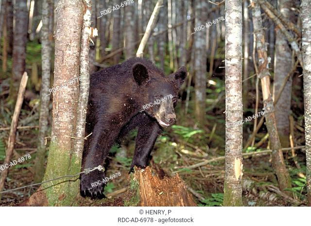 Black Bear catched in foot snare set up by biologists La Mauricie national park Quebec Canada Ursus americanus
