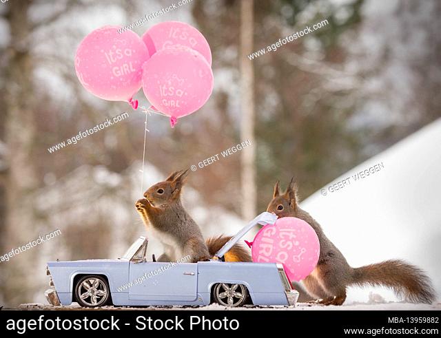 red squirrels with a car, balloons and text