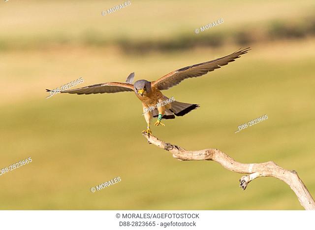 Europe, Spain, Catalonia, Lesser Kestrel, Male perch on a branch near the artificial cavity of a building entirely constructed for the nesting of these birds