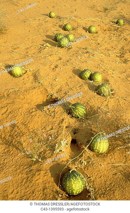 Tsamma Citrullus lanatus - Source of food and water for all kinds of animals  Green colour indicates the young fruit  Kalahari Desert
