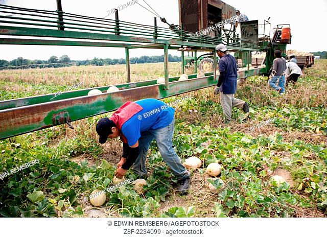 Migrant workers picking cantaloupe in field of produce grower and loading melons on a conveyor belt to a wagon