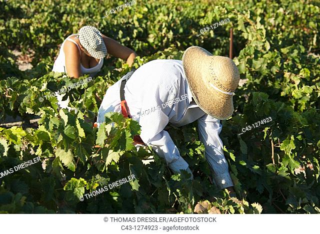 Spain - Vintage in a vineyard not far from the town of Jerez de la Frontera  In Andalucía the harvest of the common grape vine Vitis vinifera takes place in...