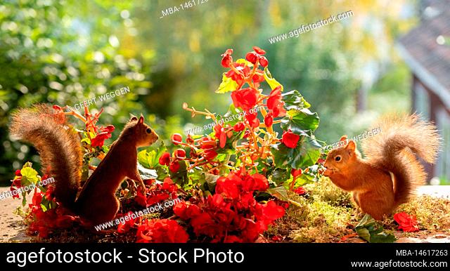 red squirrels with Begonia evansiana Andrews flowers
