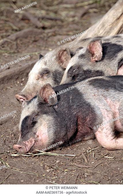 Domestic Piglets sleeping, Bavaria, Germany