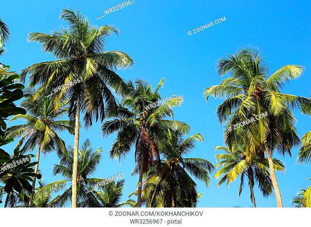 branches of coconut palms against blue sky