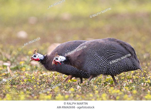 Adult Helmeted Guineafowl (Numida meleagris) in spring grass in Morocco. Bird escaped from captivity