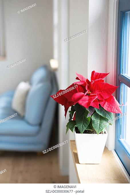 Poinsettia nearby the window