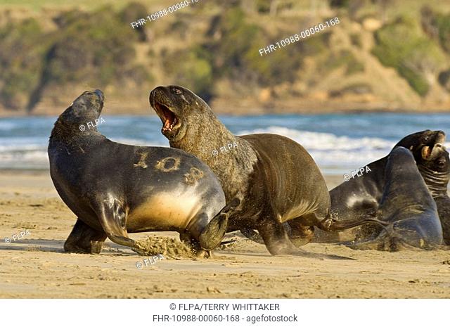 Hooker's Sealion Phocarctos hookeri two adult males, fighting on beach, Surat Bay, Catlins, South Island, New Zealand