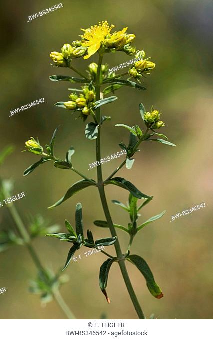 Perfoliate St. John Wort (Hypericum perfoliatum), blooming, Portugal