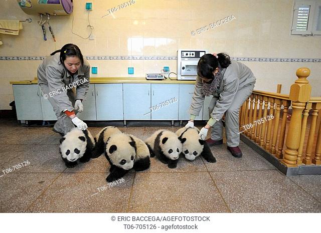 Group of giant panda babies, aged 5 months (Ailuropoda melanoleuca) with keepers in Wolong's nursery, Wolong Nature Reserve, China