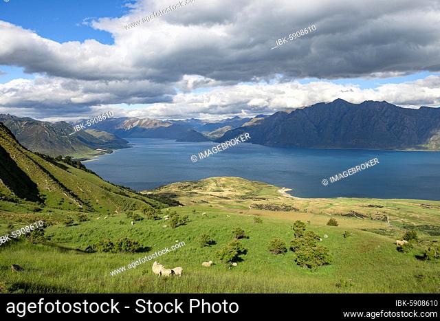 Sheep in a meadow, view of Lake Hawea and mountains, hiking trail to Isthmus Peak, Wanaka, Otago, South Island, New Zealand, Oceania