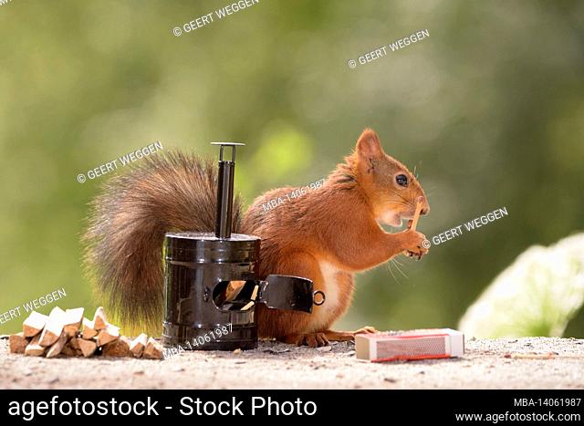 red squirrel holding matches standing with a stove