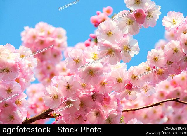 Kirschblüte rosa - cherry blossom 33