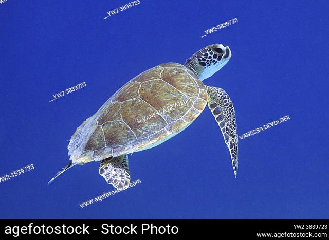 Turtle in the Caribbean sea around Bonaire. Hawksbill. Eretmochelys imbricata