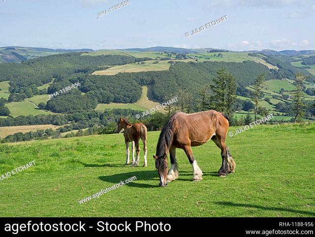 Horses grazing in meadows in Ceredigion, Wales, United Kingdom, Europe