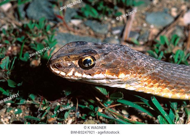 Montpellier snake Malpolon monspessulanus, portrait, Cyprus