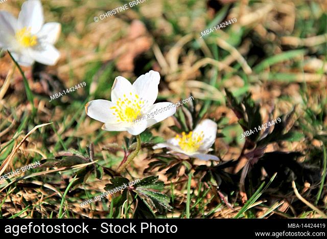 Wood anemone, flowers, close-up, Anemone nemorosa, Bavaria, Upper Bavaria, Germany