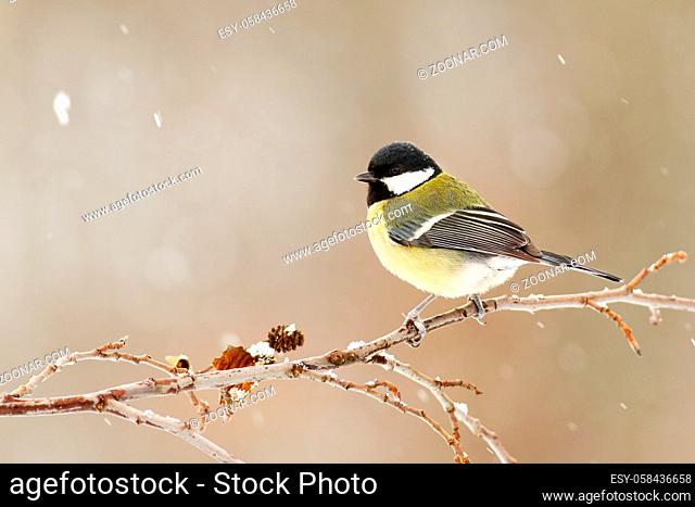 Great tit, parus major, sitting on a twig in winter during snowfall. Songbird with yellow feathers and black head in garden with copy space