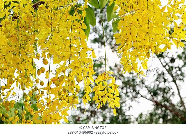 Flowers of the Golden Rain Tree close-up