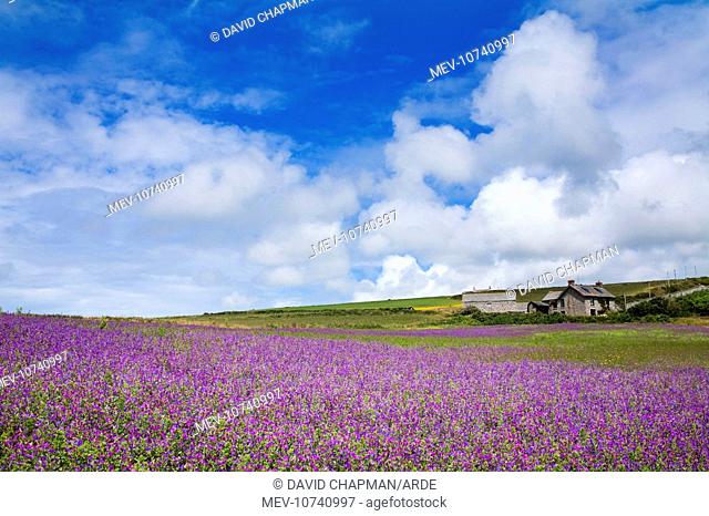 Purple Viper's Bugloss - Boscregan Farm (Echium plantagineum)