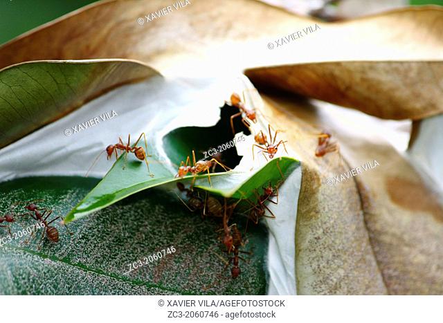 Red ants nest in a tree, with the glued to each other and forming balls leaves, Island, Pulau Perhentian Kecil, Terengganu, Malaysia