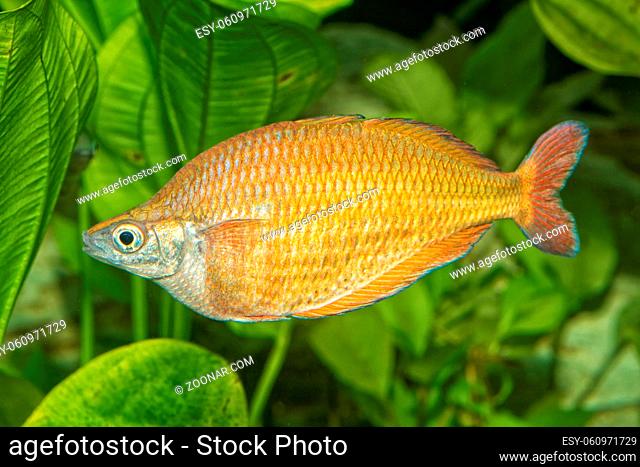 Portrait of freshwater rainbowfish (Melanotaenia herbertaxelrodi) in aquarium