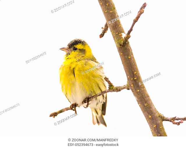 Male black-headed goldfinch sitting on a twig