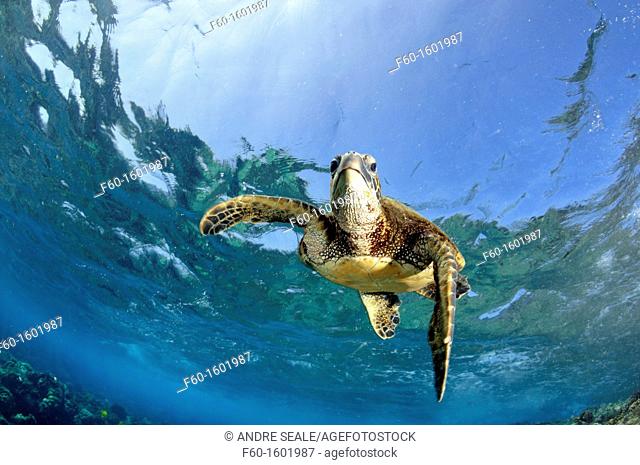 Juvenile green sea turtle, Chelonia mydas, swims in shallow coral reef, Captain Cook, Big Island, Hawaii, North Pacific