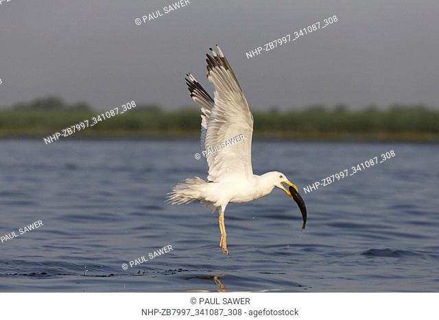 Caspian Gull (Larus cachinnans) adult, summer plumage, flying with fish in beak, Danube Delta, Romania, June