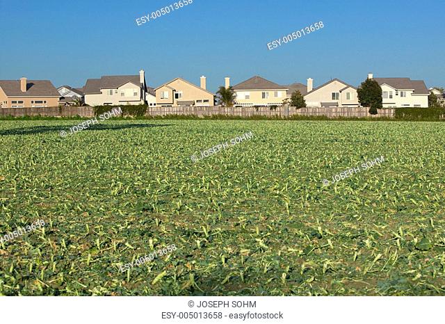 Farmers fields with crops by encroaching housing development subdivision in Santa Paula, CA