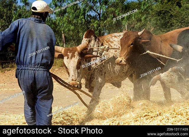 Traditionelles Dreschen von Teff Getreide (Eragrostis tef) durch Ausreiten mit Zebu-Rindern, Hawzien Hochebene, Tigray, Äthiopien / Traditional threshing of...
