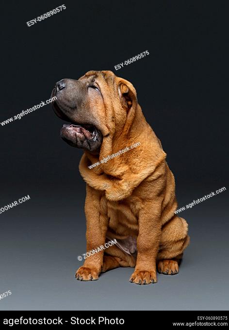 beautiful shar pei puppy isolated on dark background. copy space
