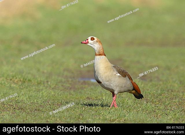 Egyptian goose (Alopochen aegyptiacus) standing in a meadow, Xanten, Bislicher Insel, North Rhine-Westphalia, Germany, Europe