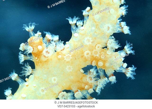 Dead man's fingers (Alcyonium palmatum) is a soft coral. Polyps detail